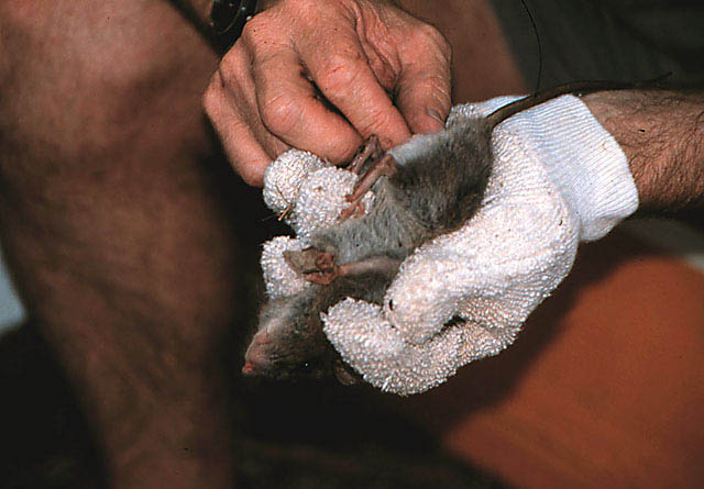 australia-017