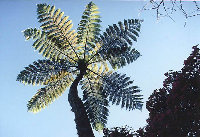 new zealand-01
