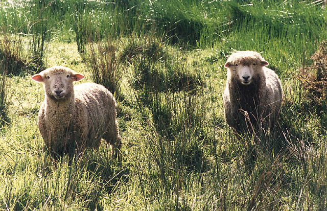 new zealand-09